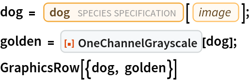 dog = Entity["TaxonomicSpecies", "CanisLupusFamiliaris::4t62p"][
   EntityProperty["TaxonomicSpecies", "Image"]];
golden = ResourceFunction["OneChannelGrayscale"][dog];
GraphicsRow[{dog, golden}]