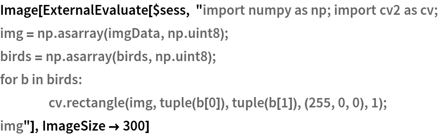 Image[ExternalEvaluate[$sess, "import numpy as np; import cv2 as cv;
img = np.asarray(imgData, np.uint8);
birds = np.asarray(birds, np.uint8);
for b in birds:
	cv.rectangle(img, tuple(b[0]), tuple(b[1]), (255, 0, 0), 1);
img"], ImageSize -> 300]