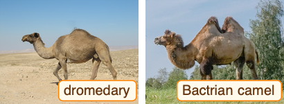Train a Custom Image Classifier | Wolfram Resource Object