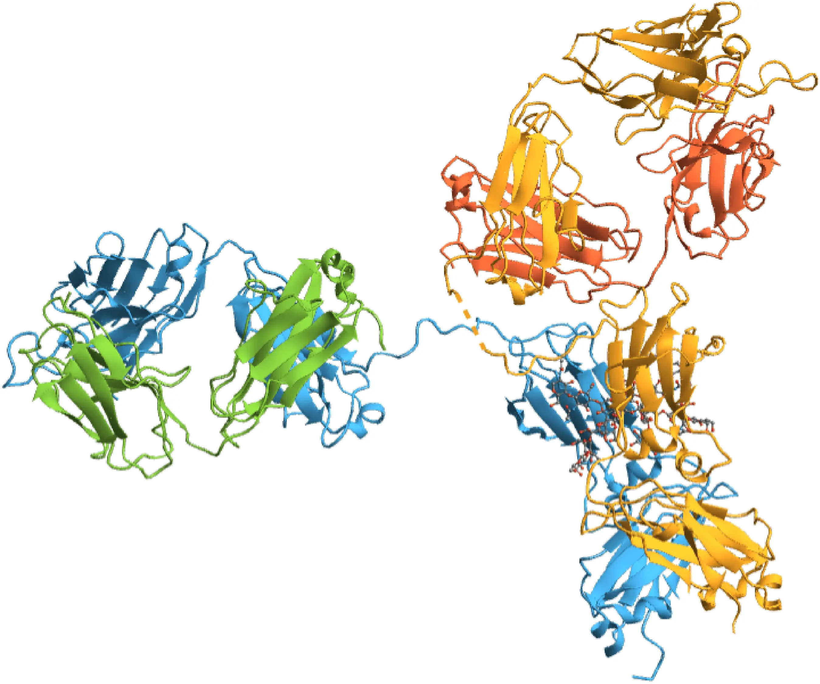 Modeling Immune Tolerance: Simulating Antibody Selection and Autoimmune Disease